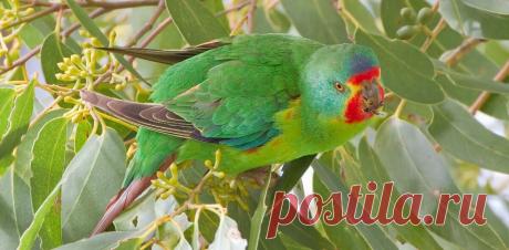 Дискриминация по полу – убийственная эволюционная стратегия
Ласточковый попугай (Lathamus discolor на о. Бруни, у юго-восточного побережья Тасмании Большинство животных «воспитывает» примерно равное количество потомков разного пола, хотя иногда наблюдается и временное «перепроизводство» представителей более редкого пола – как адаптивная реакция на трудные жизненные обстоятельства. А вот самки...
Читай пост далее на сайте. Жми ⏫ссылку выше