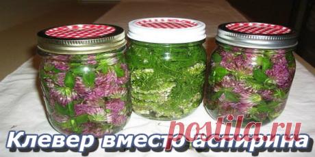 Клевер вместо аспирина