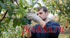 ЛЕТНЯЯ ПРИВИВКА ЯБЛОНИ 