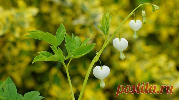 Насколько опасна хроническая сердечная недостаточность
Врач-кардиолог отвечает на главные вопросы об этой патологии.Материал одобряет эксперт Проект расспросил о том, что такое хроническая сердечная недостаточность (ХСН) и как с ней жить, Симона Теймуразовича Мацкеплишвили, врача-кардиолога, профессора, д.м.н., члена-корреспондента РАН, заместителя директора по научной работе Медицинского...
Читай пост далее на сайте. Жми ⏫ссылку выше