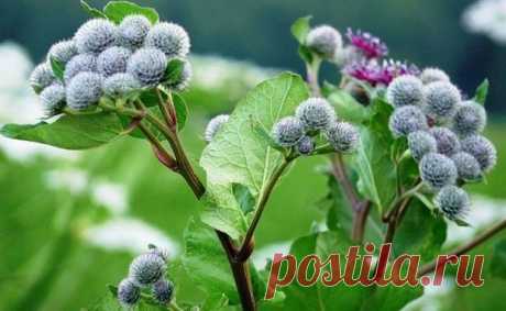 ЛЕЧЕНИЕ СОКОМ ЛОПУХА, СТАРОЕ ПРОВЕРЕННОЕ СРЕДСТВО
В народной медицине соком из свежих листьев лопуха успешно лечат разнообразные кисты. Лопух справляется с кистами на почках, кистами матки и яичников у женщин. Лечение соком лопуха длительное и требует дисциплины, зато, раз пролечившись этим средством, от кисты, как правило, удаётся избавиться навсегда и не прибегая к хирургическому вмешательству.
Лопух — старое проверенное средство. Перед его силой сдаются даже миомы, фи...