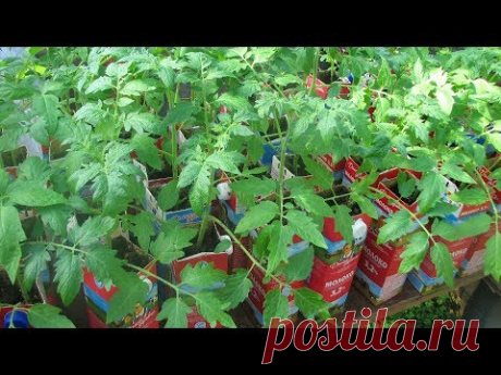 Шпаргалка №3  Пикировка томатов  Подкормка   нашатырь, перекись и зола