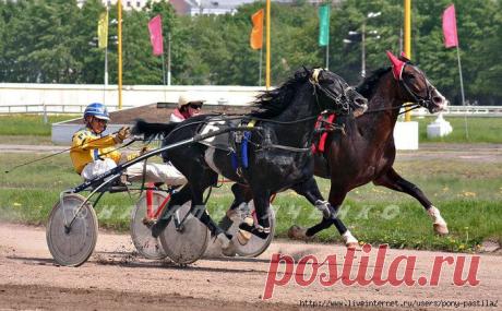 рысистые бега