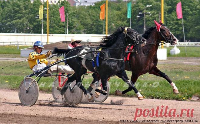 рысистые бега