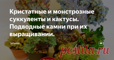 Кристатные и монстрозные суккуленты и кактусы. Подводные камни при их выращивании. Мои растения.
Моим первым кристатным суккулентом была эхеверия Фрости. Я писала о ней ранее. Пришла она по почте и была всего около 7 мм в размере. Да. И таких крох тоже продают и пересылают.
Такая малышка, что и не понятно, кристатная она вообще или нет.
Мне повезло, что именно эта эхеверия отличается завидным жизнелюбием. Я вырастила ее до внушительных размеров.
