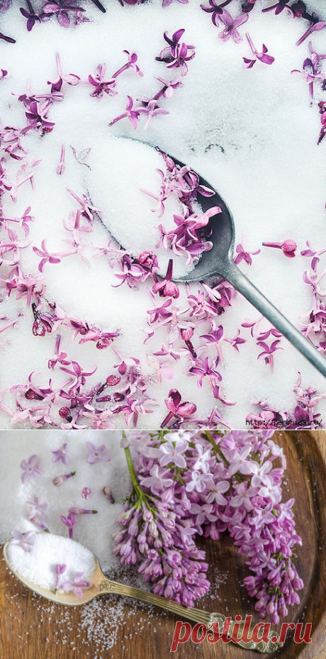 Сироп/Желе/Настойка из Сирени