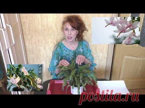 Формирование кроны и обрезка зигокактуса. Декабрист цветок уход и размножение