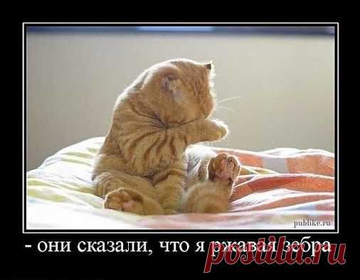 ЗАБАВНЫЕ ЖИВОТНЫЕ: - natali5357@mail.ru - Почта Mail.Ru