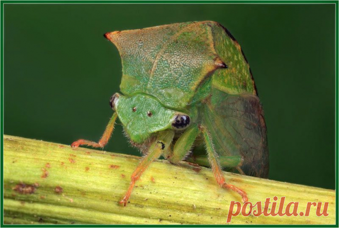 Буйволовидная цикадка-опасный гость. | Виноградная Лоза