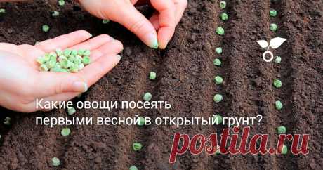 Познакомимся поближе с «пионерами», с посева которых лучше начать новый садовый год — от гороха и салатов до любимых корнеплодов. Что посеять ранней весной в открытый грунт?
