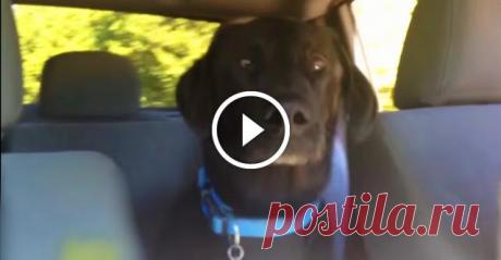 Пес болтает с хозяином - МирТесен