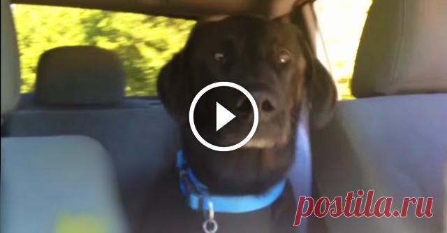 Пес болтает с хозяином - МирТесен