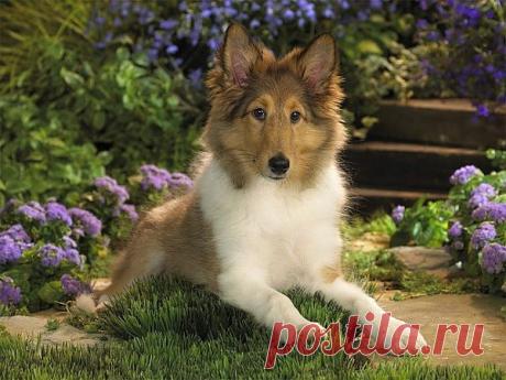 Это Колли.