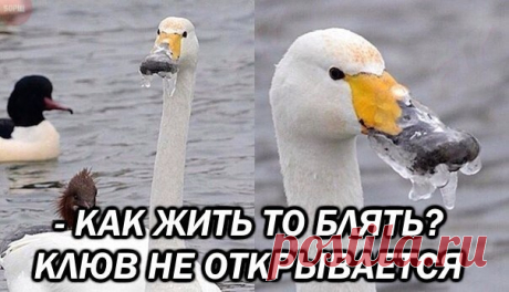 Приколы
