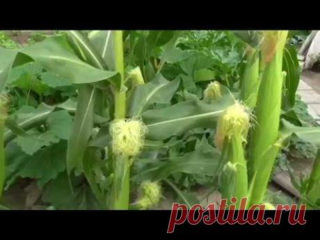 Вкусный Огород