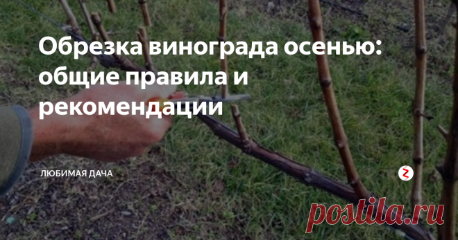 Обрезка винограда осенью: общие правила и рекомендации Обрезку винограда считают тяжелой задачей, но я с этим не соглашусь – если все делать правильно и слушать советы опытных садоводов, то мероприятие пройдет быстро и легко! Просто новички могут запутаться в том, какие ветки нужно удалять, но я помогу, рассказав в статье о том, как я обрезаю виноградные кусты осенью.
Обрезка винограда: сроки и пошаговые действия
Осень – самое лучшее время года для эт