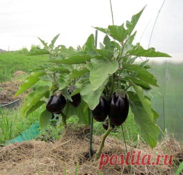 Cиненькие порадуют урожаем! 