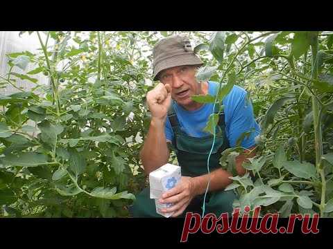 Подкормите этим помидоры и они у вас будут очень сладкими!