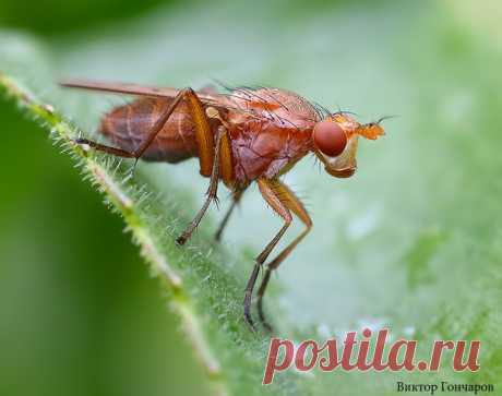 Для Вас! 🐜 ♥ фото 📷 #Виктор_Гончаров