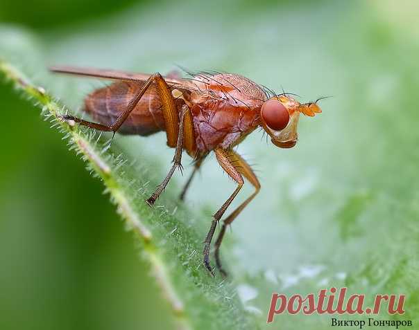 Для Вас! 🐜 ♥ фото 📷 #Виктор_Гончаров