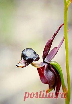 Одноклассники