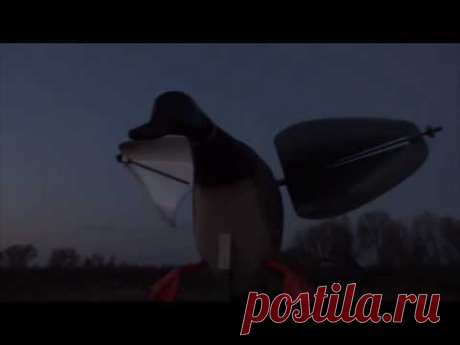 Охота на уток (Duck hunt), 28 10 2014г , не фарт, механические чучела MOJO, в действии
