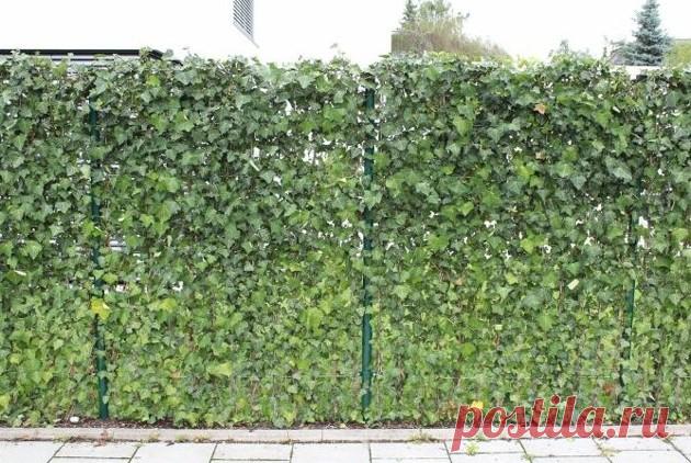 Как законно отстраниться от соседей глухой оградой, даже когда они против | Огородный совет Пульс Mail.ru