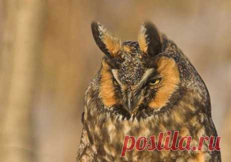 Сова, филин. Фото. Картинки. Видео