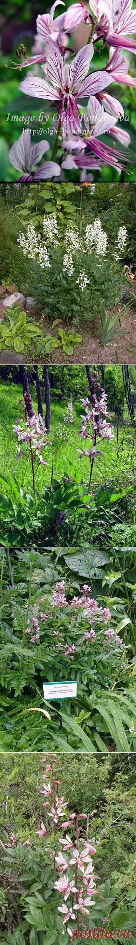 ДИКТАМНУС, или ЯСЕНЕЦ | 6 соток