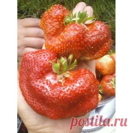 Клубника Чамора Турусси (Курусси)