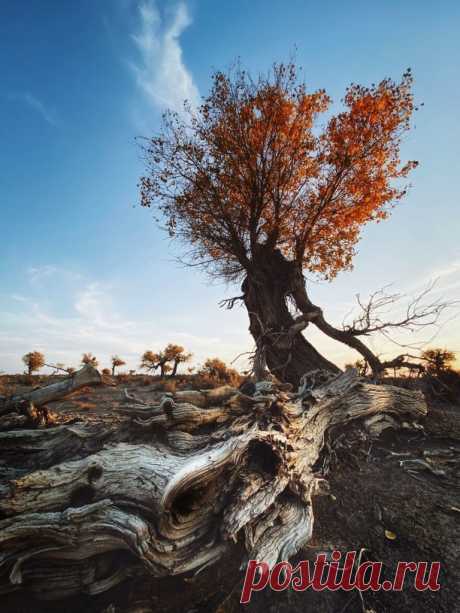 30 победителей Mobile Photography Awards - Photar.ru