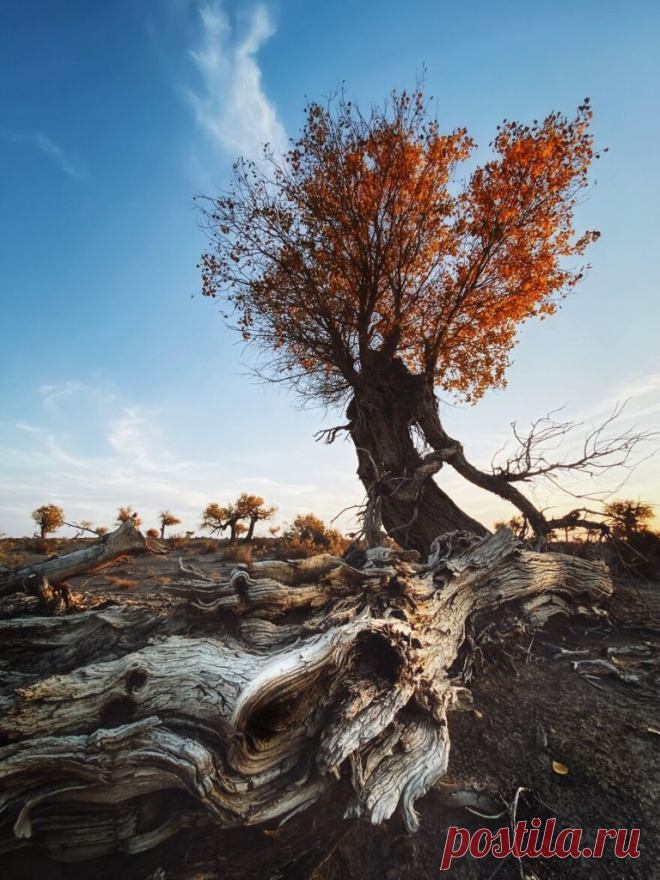 30 победителей Mobile Photography Awards - Photar.ru