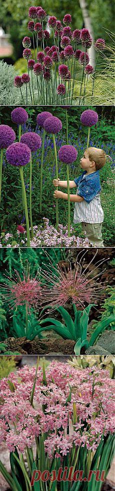 Декоративный лук. Виды. | Для дачников.ру
