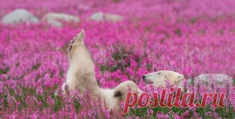 Белые медведи в цветущем поле, Северная Канада Белые медведи у большинства людей ассоциируются с арктическими пейзажами – с их снежными полями и ледяными глыбами. А как насчет полярных жителей, резвящихся в цветочном поле? Оказывается, в родных кр...