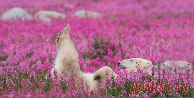 Белые медведи в цветущем поле, Северная Канада Белые медведи у большинства людей ассоциируются с арктическими пейзажами – с их снежными полями и ледяными глыбами. А как насчет полярных жителей, резвящихся в цветочном поле? Оказывается, в родных кр...