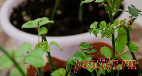 Почему желтеют и опадают листья у розы комнатной