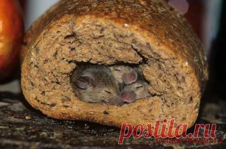 Ультразвуковые отпугиватели от мышей и крыс