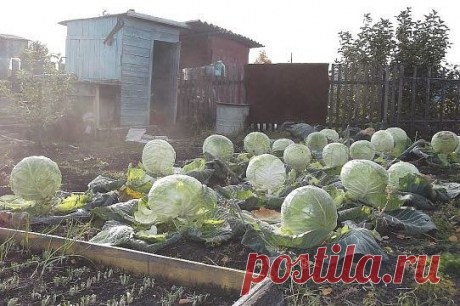 (69) Одноклассники