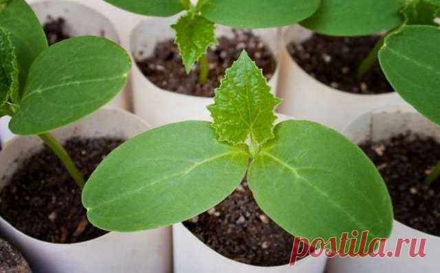 6 ПРИЧИН, ПОЧЕМУ ОГУРЦЫ ДАЮТ ПЛОХОЙ УРОЖАЙ — Домашние заботы