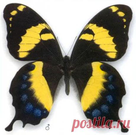 Бабочки из бисера от Марины Таран.