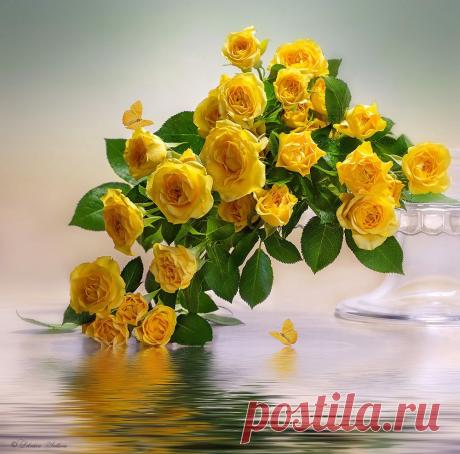розы