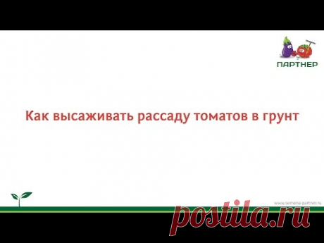 Посадка рассады томатов от А до Я