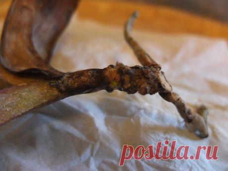 Сосудистое увядание у орхидей - трахеомикоз