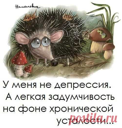 Улыбну!лись!))) - про Ёжика из Германии)