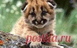 животные - 6 млн картинок. Поиск Mail.Ru