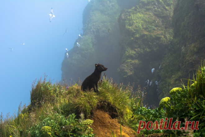 Photo by BigPicture on March 20, 2025. May be an image of bear, brown bear and text.