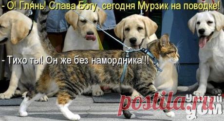 Фотографии на стене сообщества – 55 246 фотографий | ВКонтакте