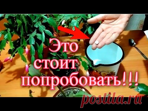 Опрыскиваю декабрист этим один раз в декабре и цветение на всю зиму обеспечено !!!
