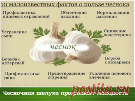 Чесночная шелуха продлевает молодость. 
Белую шелуху от чеснока не выбрасывайте когда вы его чистите. А собирайте её и храните. Это ценнейшее средство для продления молодости. Для этого каждый месяц надо пить напиток, приготовленный из белой шелухи чеснока. 
* Приготовление. 
- Взять горсть шелухи чеснока. 
- Вскипятить чайник и подождать от 1 до 3 минут, и только потом залить шелуху стаканом кипятка. 
- Нельзя ни в коем случае пить горячий или даже слегка теплый напиток. 
- Пить целеб