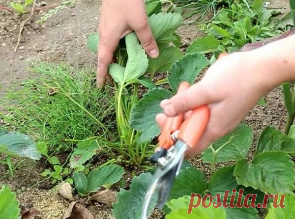 Уход за клубникой после сбора урожая